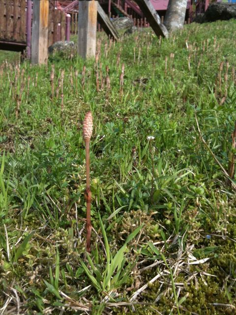キャンプ